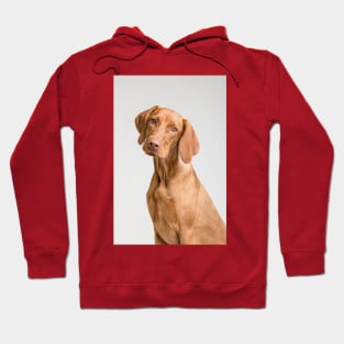 Dog Hoodie